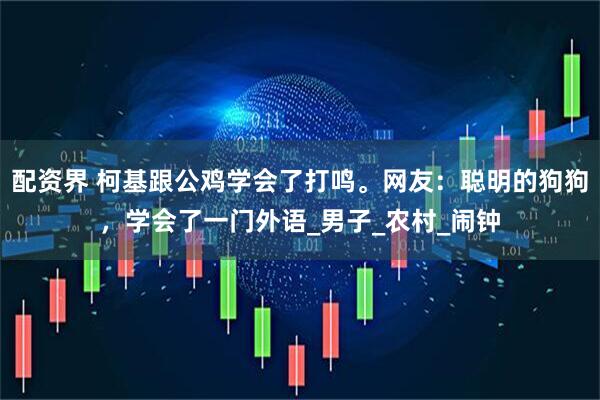 配资界 柯基跟公鸡学会了打鸣。网友：聪明的狗狗，学会了一门外语_男子_农村_闹钟